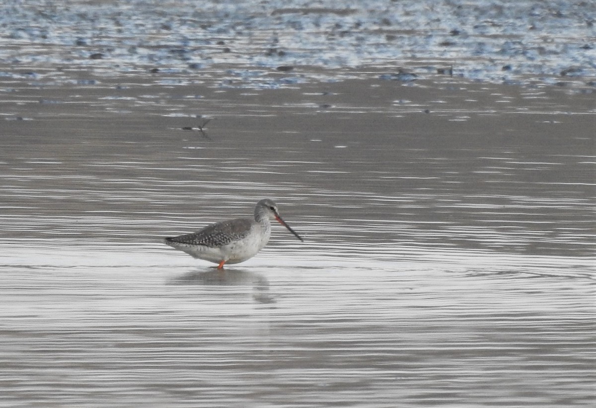 Spotted Redshank - ML548981111
