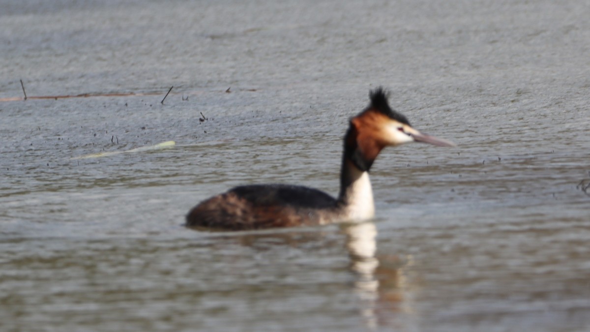 Great Crested Grebe - ML548981751