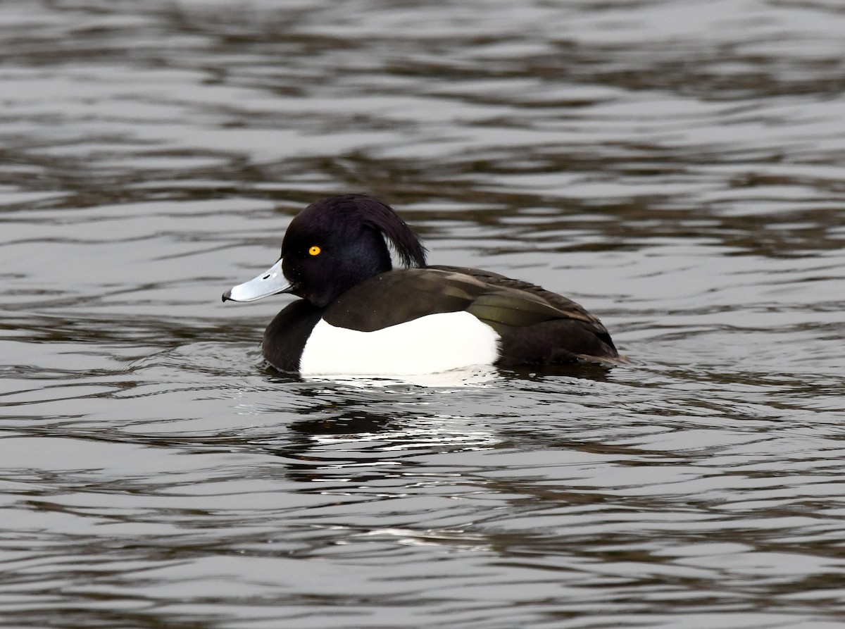 Tufted Duck - ML548983421