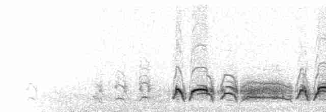  - Sargasso Shearwater