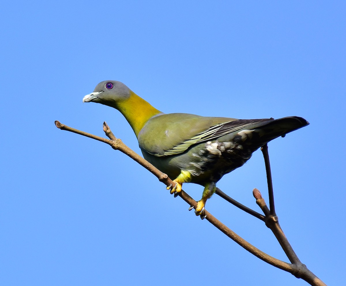 Yellow-footed Green-Pigeon - Arindam Roy