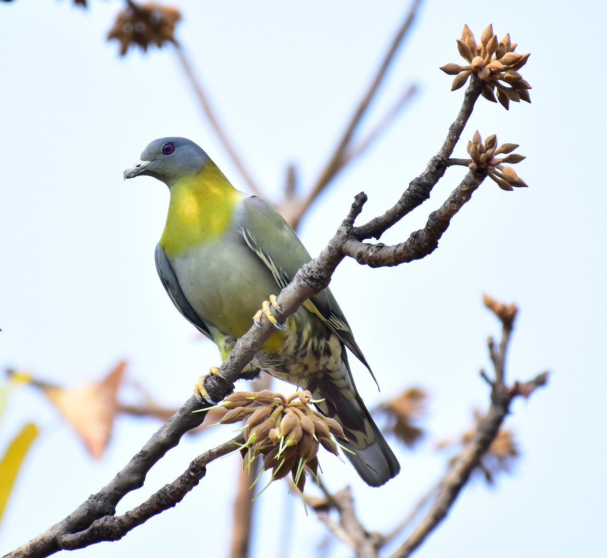 Yellow-footed Green-Pigeon - ML548985181