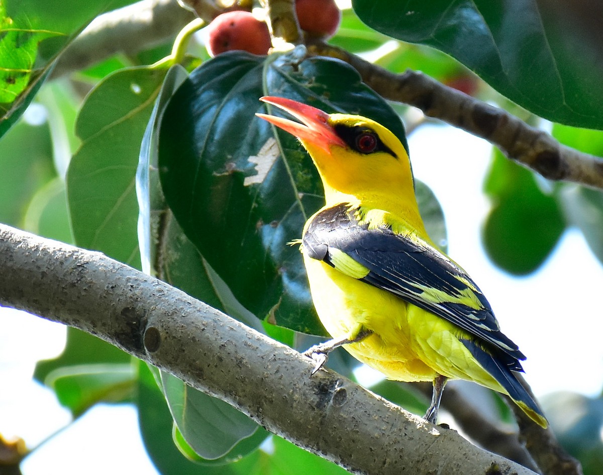 Indian Golden Oriole - ML548985601