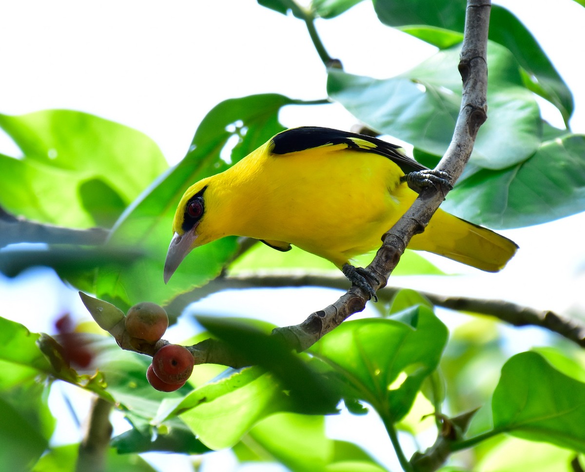 Indian Golden Oriole - ML548985611