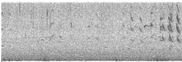Kara Karınlı Islıkçı Ördek - ML548987211