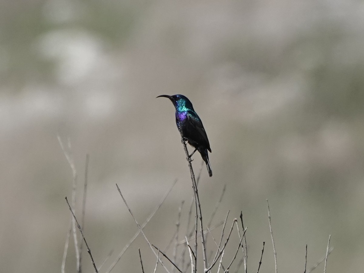 Palestine Sunbird (Palestine) - ML548987421