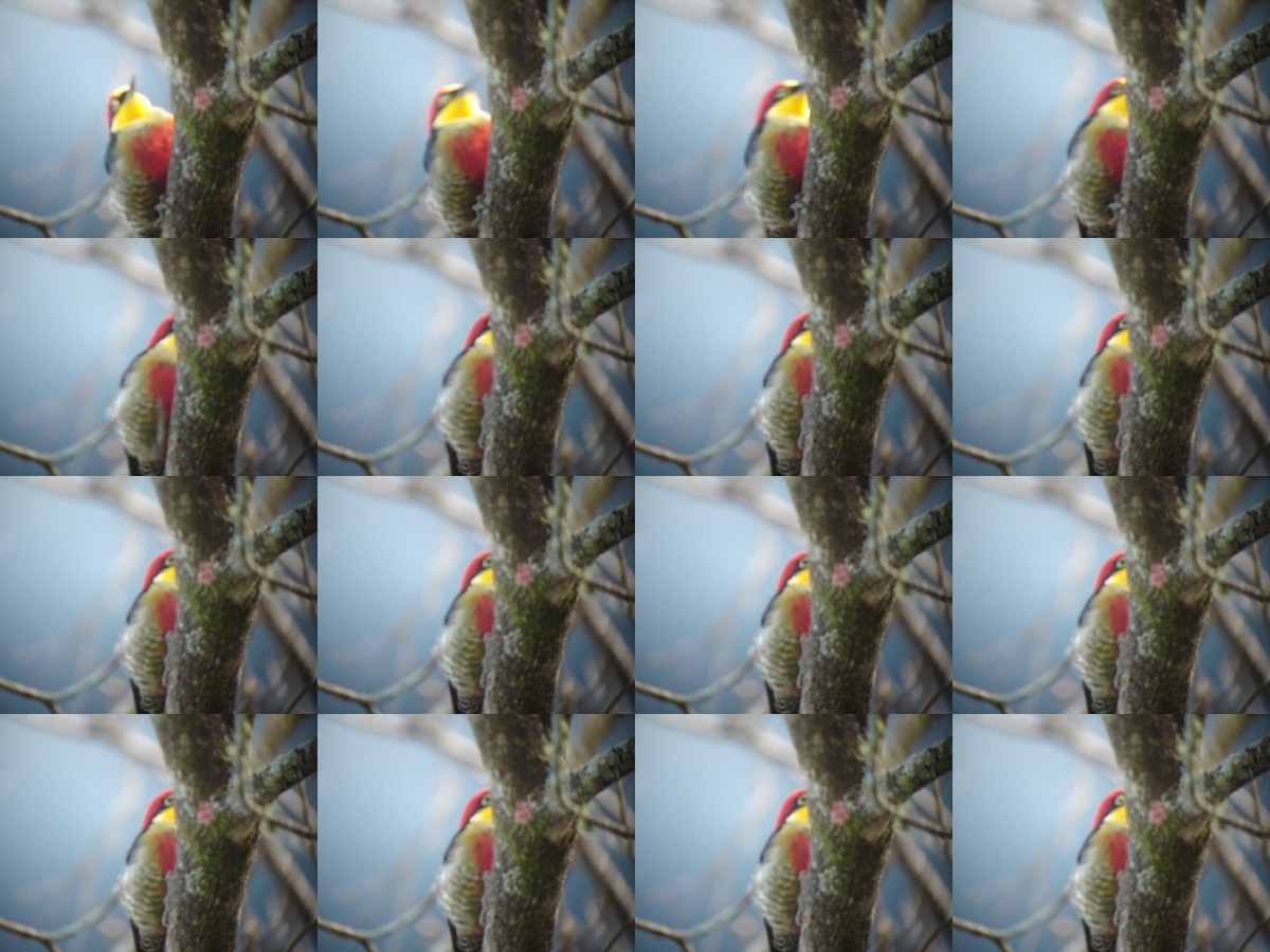 Yellow-fronted Woodpecker - ML548988101