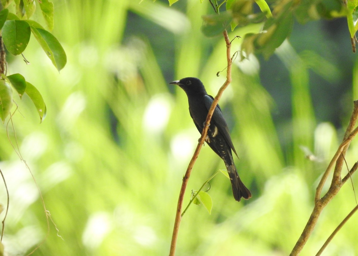 Square-tailed Drongo-Cuckoo - ML548988981