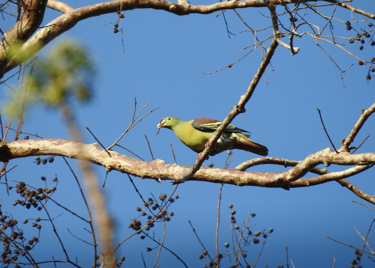 Thick-billed Green-Pigeon - ML548990321
