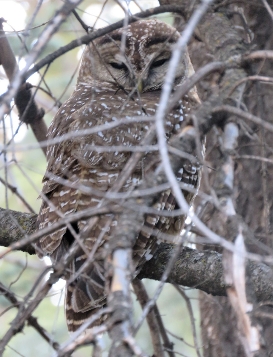 Spotted Owl - ML548993321