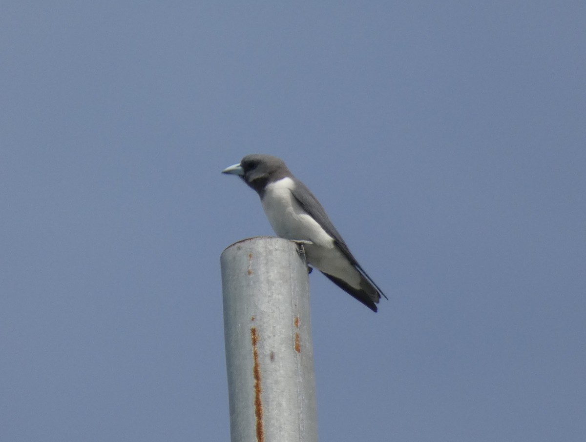 White-breasted Woodswallow - ML548993631