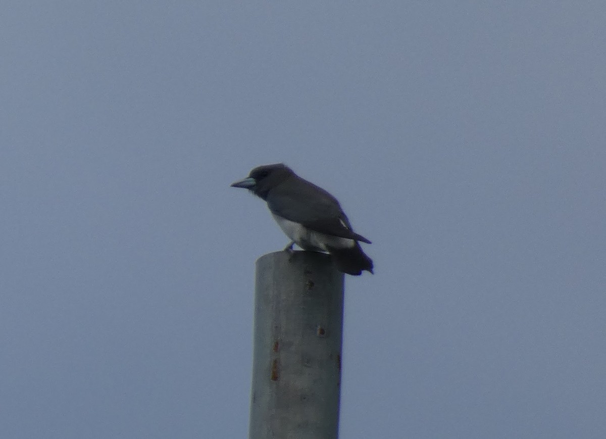 White-breasted Woodswallow - ML548993681