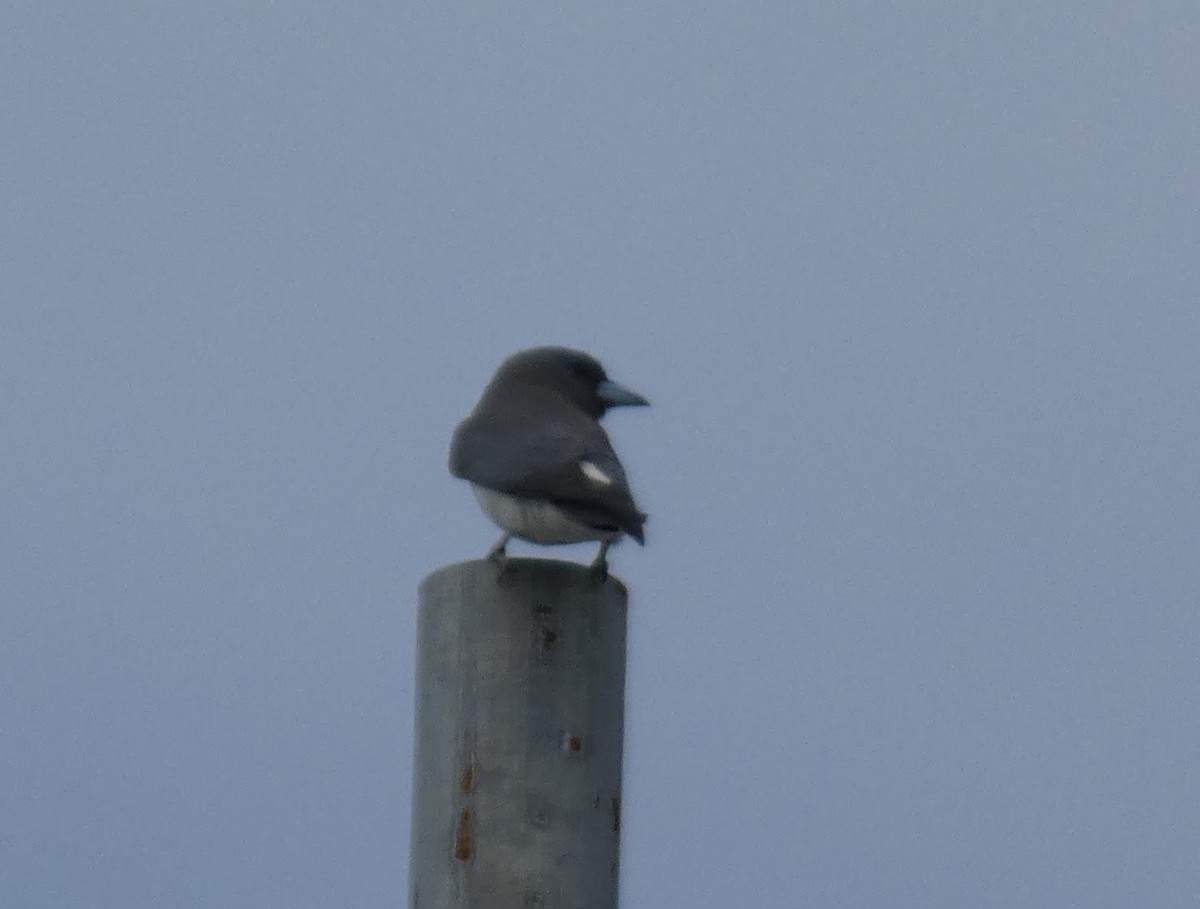 White-breasted Woodswallow - ML548993691