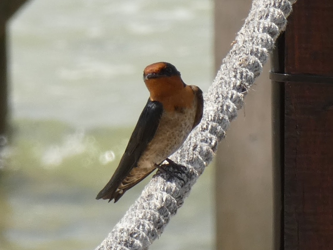 Pacific Swallow - ML548993821