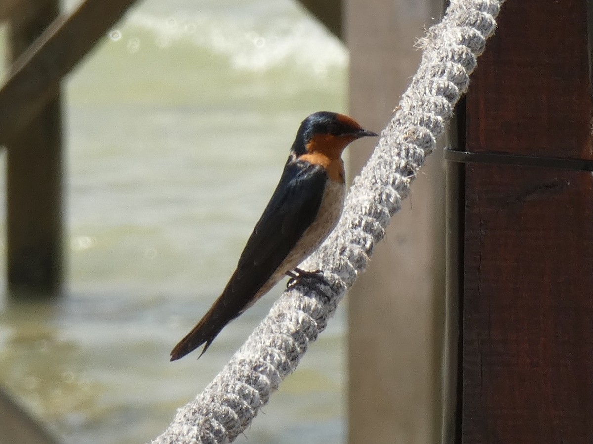 Pacific Swallow - ML548993841