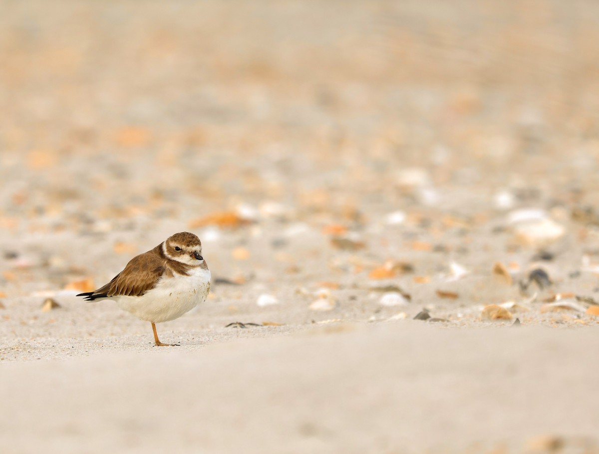 Semipalmated Plover - Ryan Justice