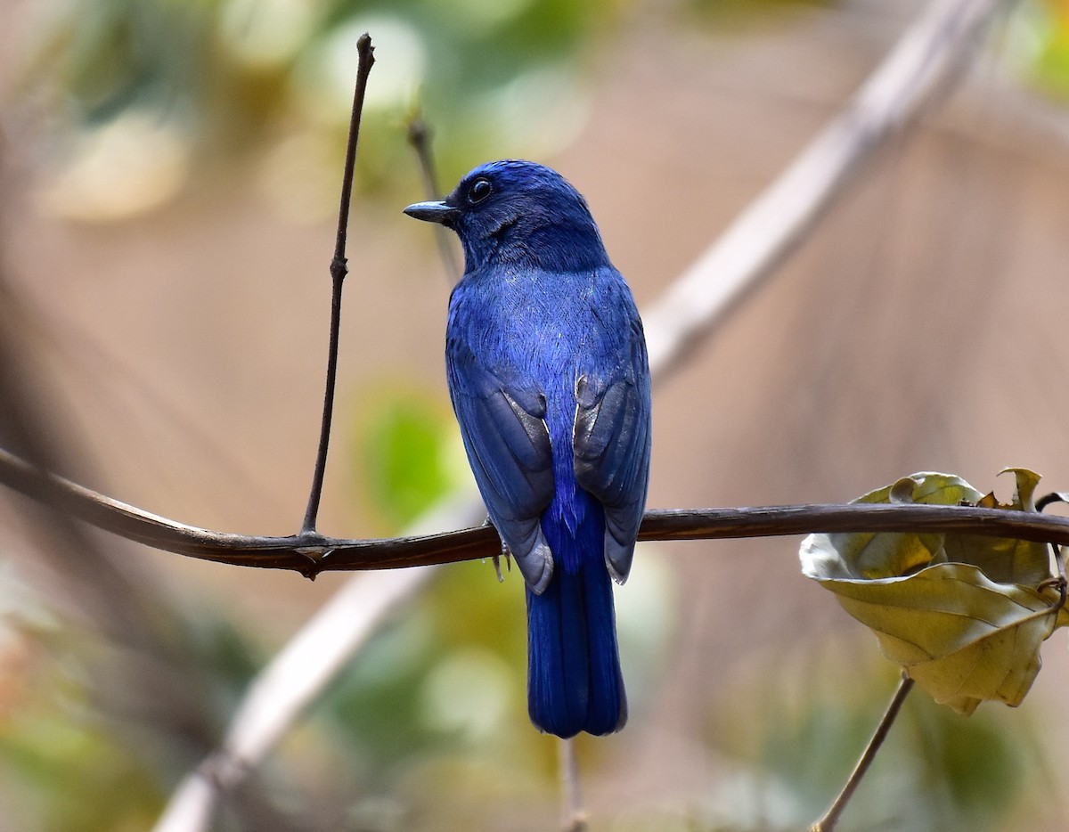 Blaukehl-Blauschnäpper - ML548995481