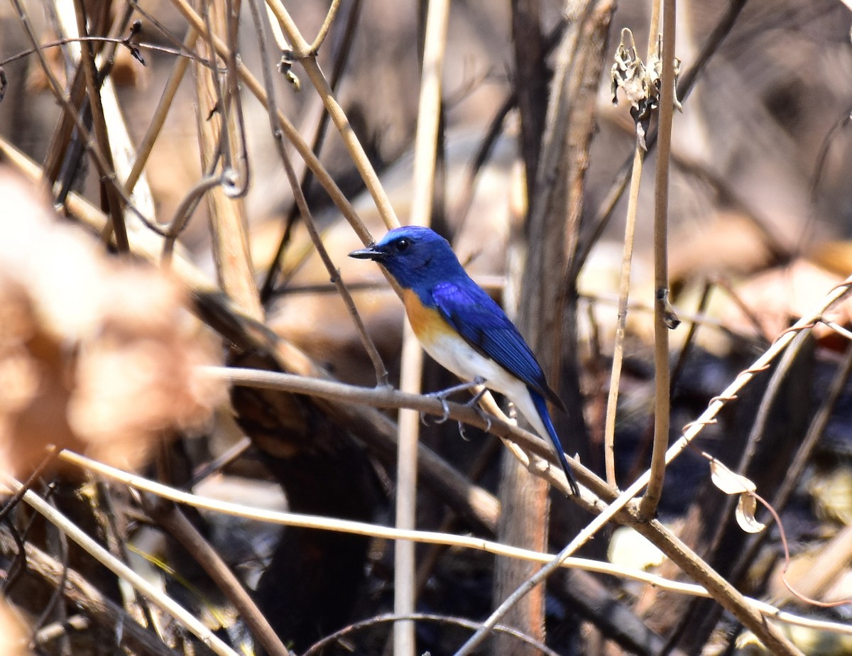 Blaukehl-Blauschnäpper - ML548998671