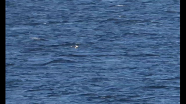 Red-necked Grebe - ML549000251
