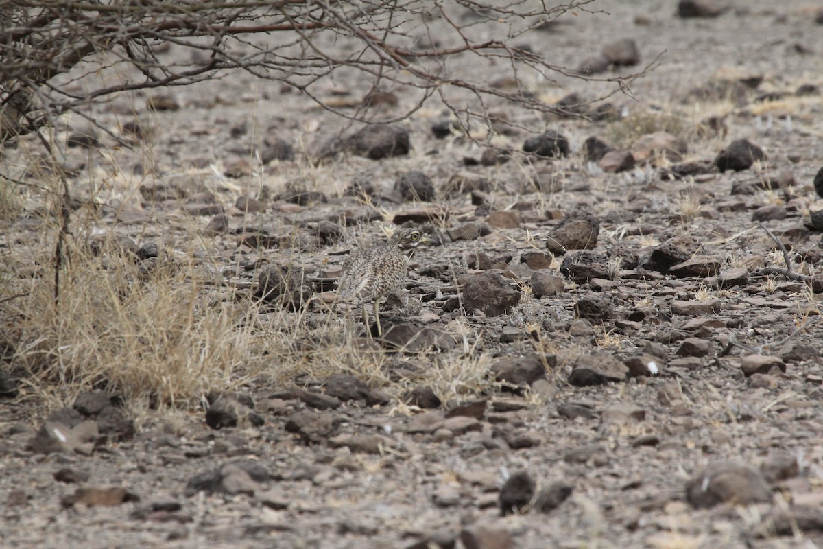 Spotted Thick-knee - ML549002951