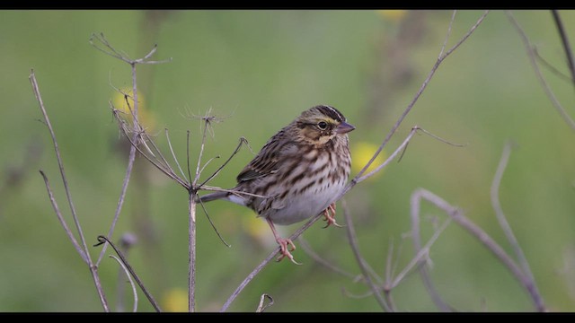 Savannah Sparrow (Savannah) - ML549003331
