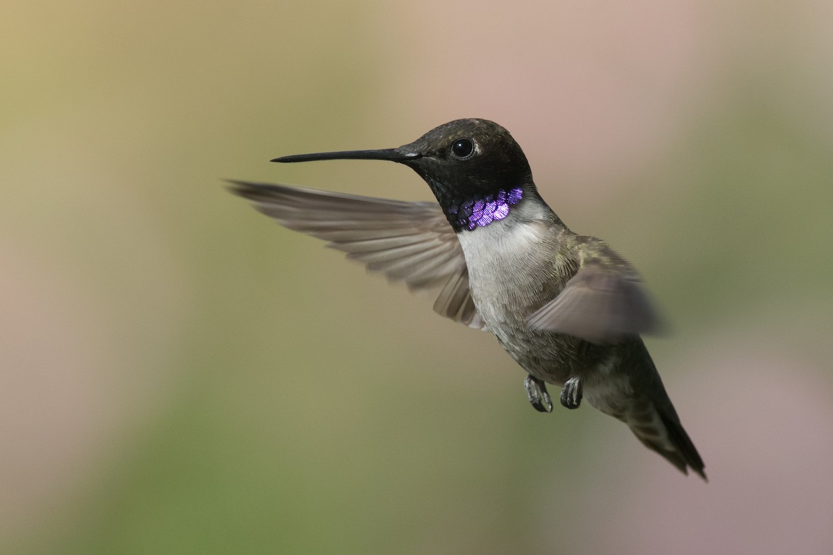 Black-chinned Hummingbird - Nancy Christensen
