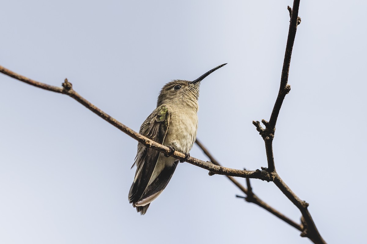 Tumbes Hummingbird - ML549007651