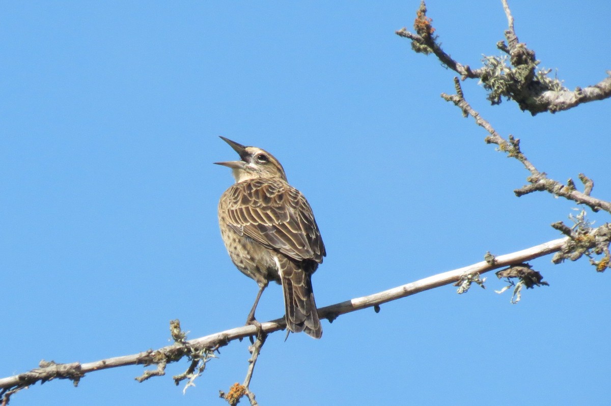 Long-tailed Meadowlark - ML549008651