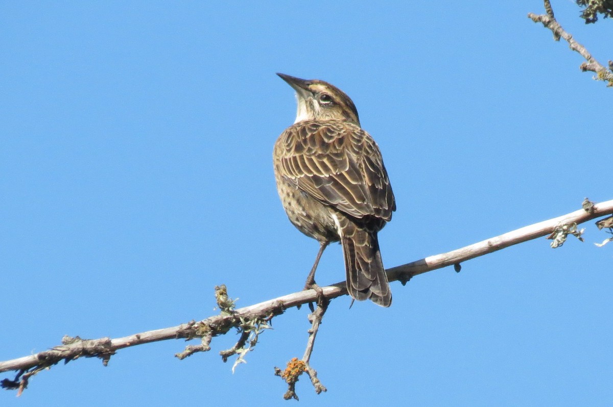 Long-tailed Meadowlark - ML549008751