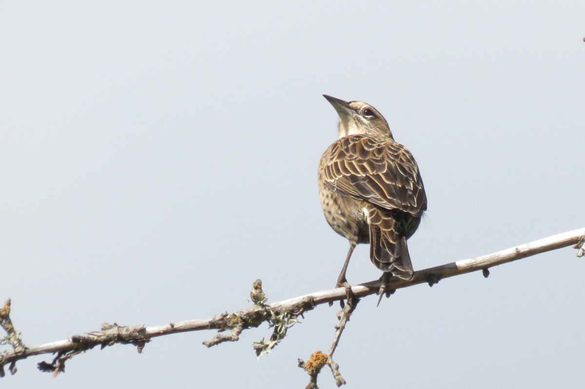 Long-tailed Meadowlark - ML549008761