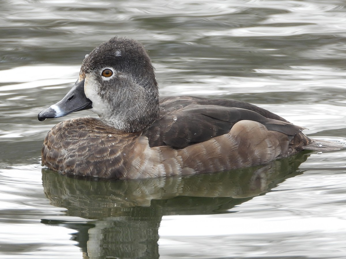 Ring-necked Duck - ML549014451