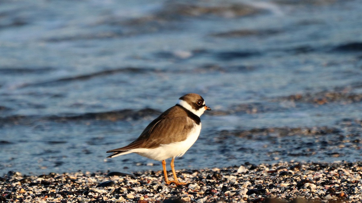 Semipalmated Plover - ML549015111