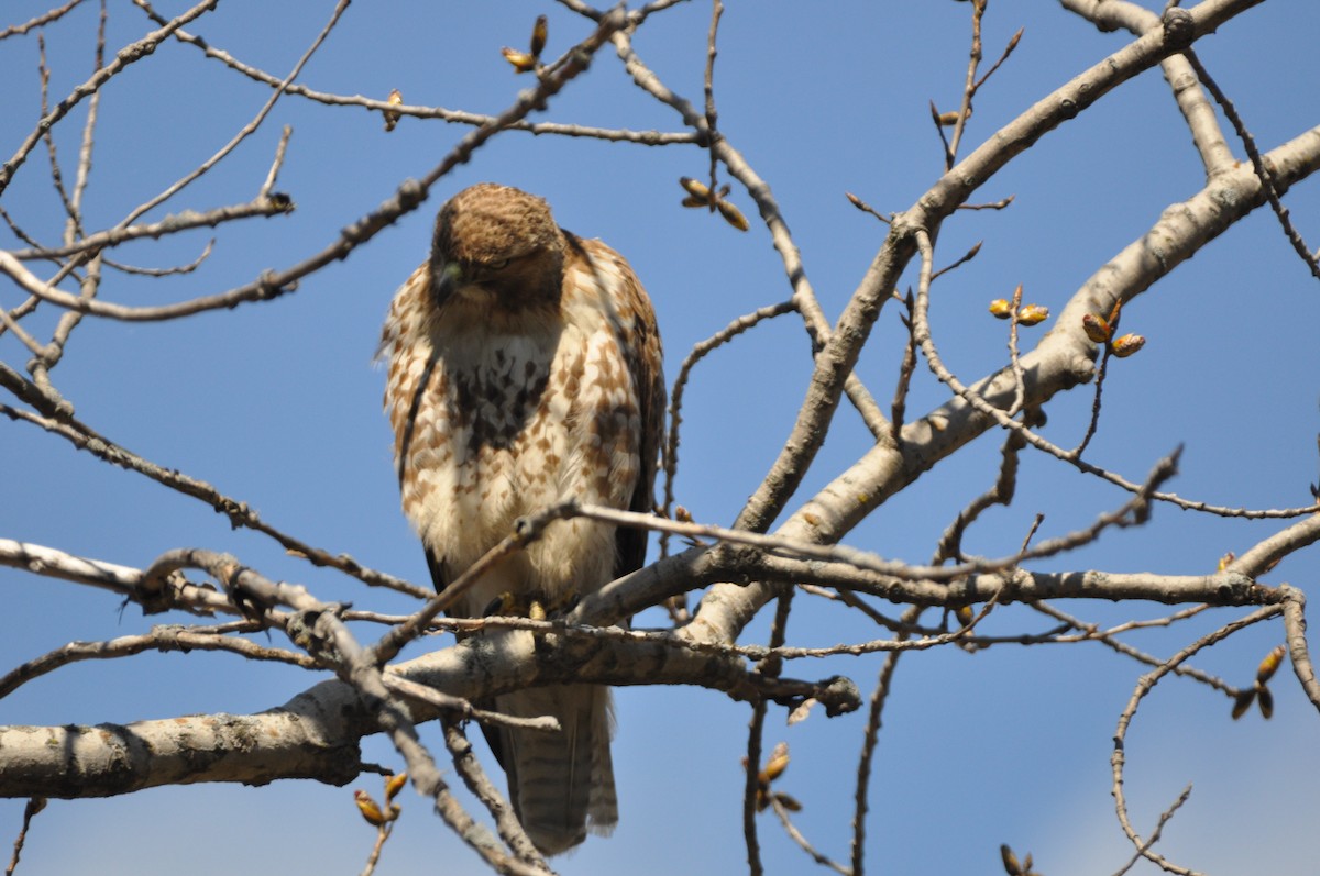 Red-tailed Hawk - ML54902821