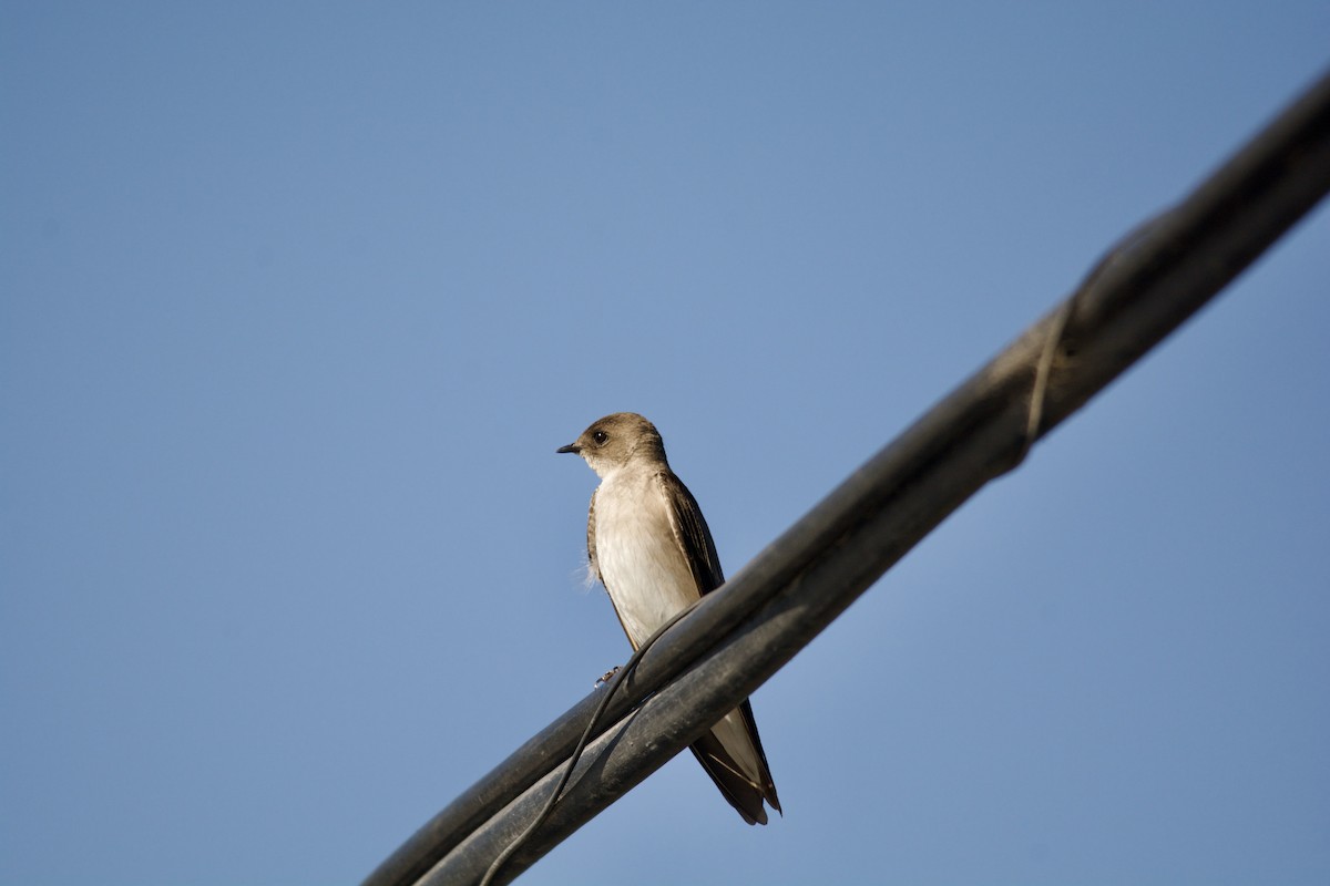 Northern Rough-winged Swallow - ML549029421