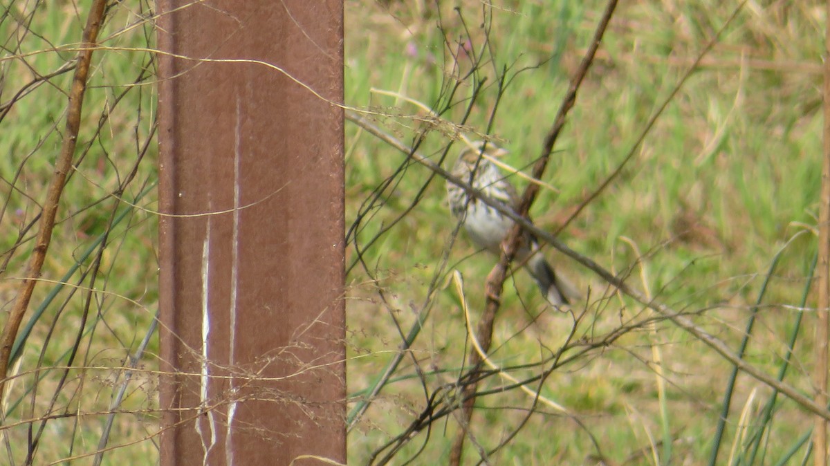Savannah Sparrow - ML549031001