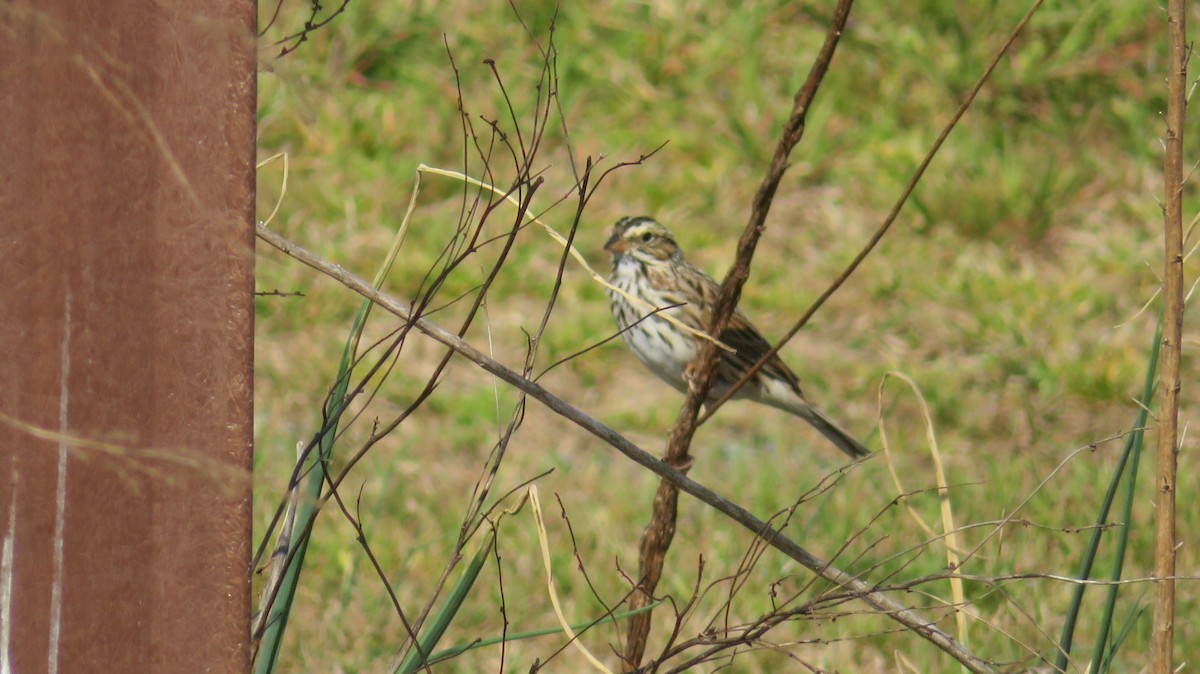 Savannah Sparrow - ML549031171