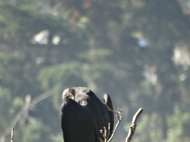 Black Vulture - ML549032691