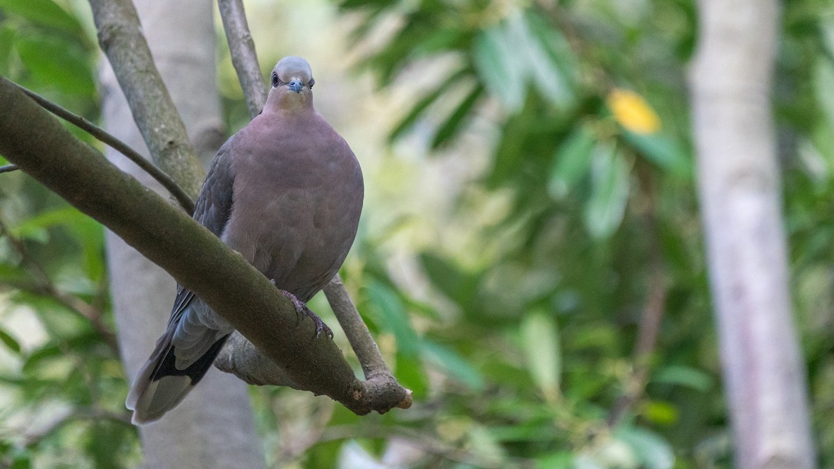 Red-eyed Dove - ML549034101