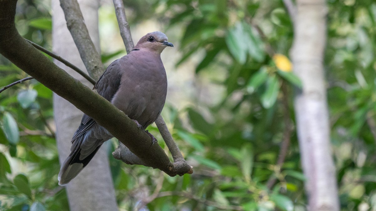 Red-eyed Dove - ML549034111