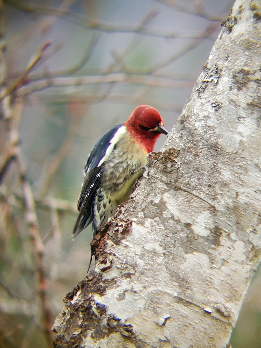 Red-breasted Sapsucker - Mark Swanson