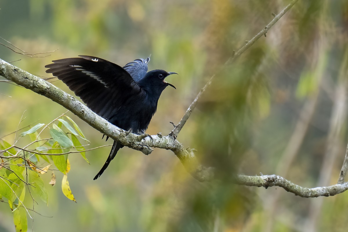 Square-tailed Drongo-Cuckoo - ML549043101