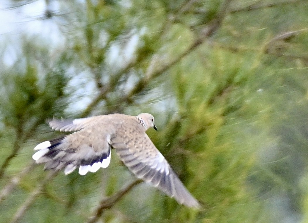 Spotted Dove - ML549043441