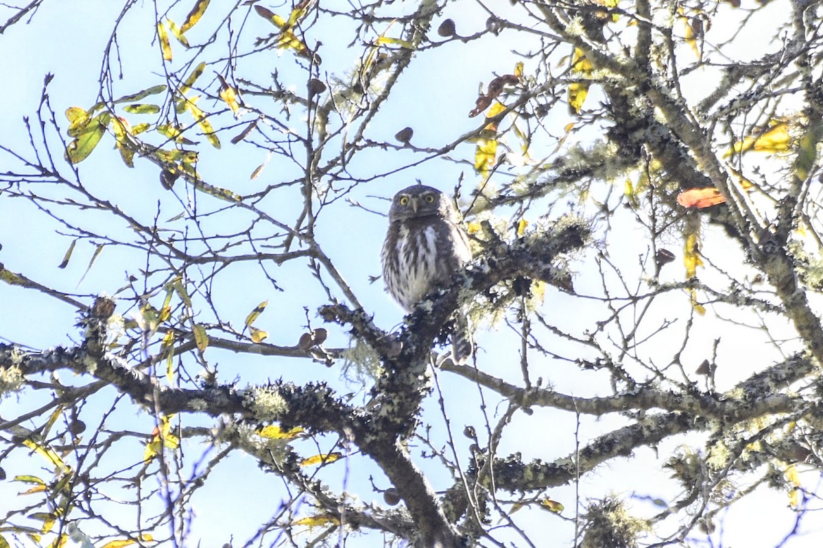 Northern Pygmy-Owl (Guatemalan) - ML549044841
