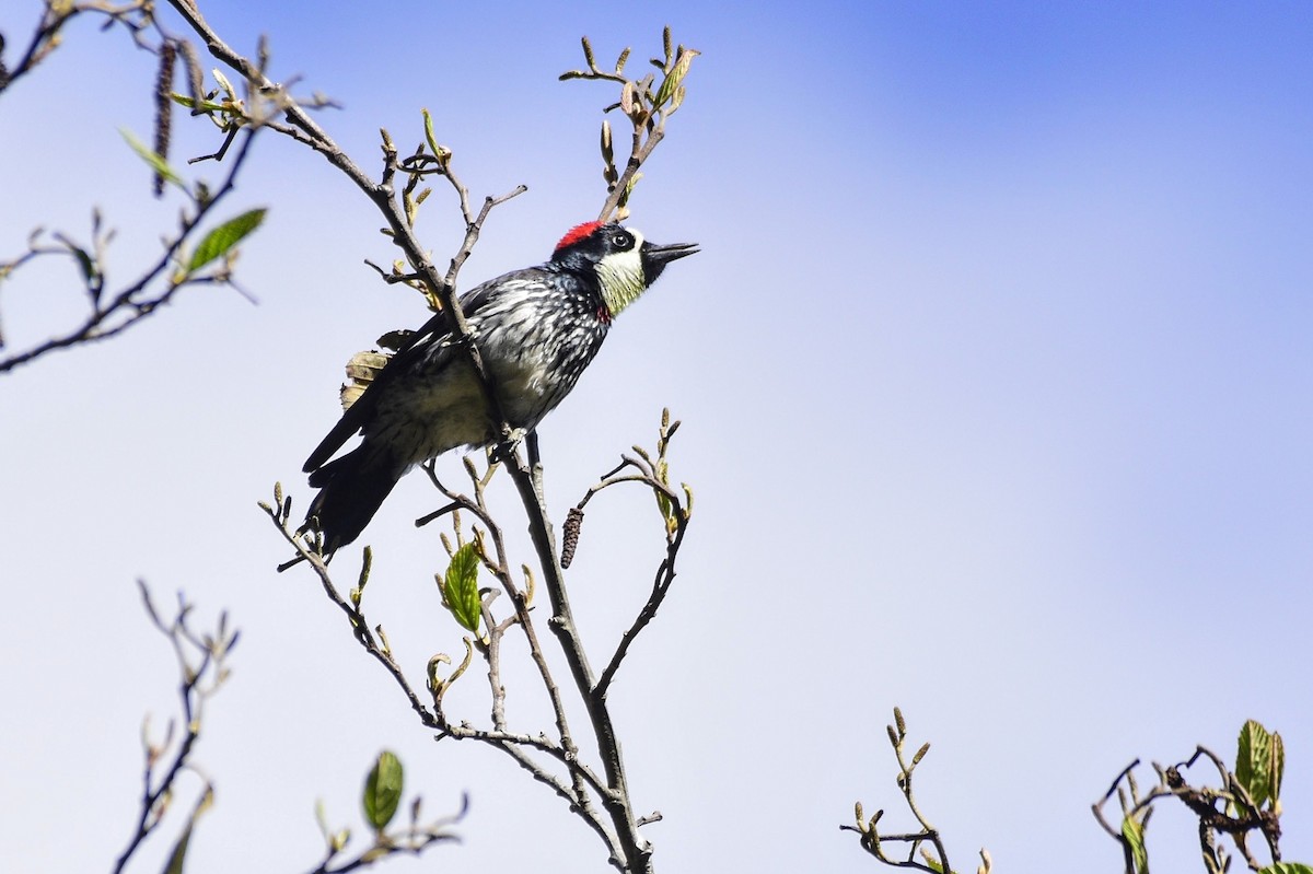 Acorn Woodpecker - ML549045001
