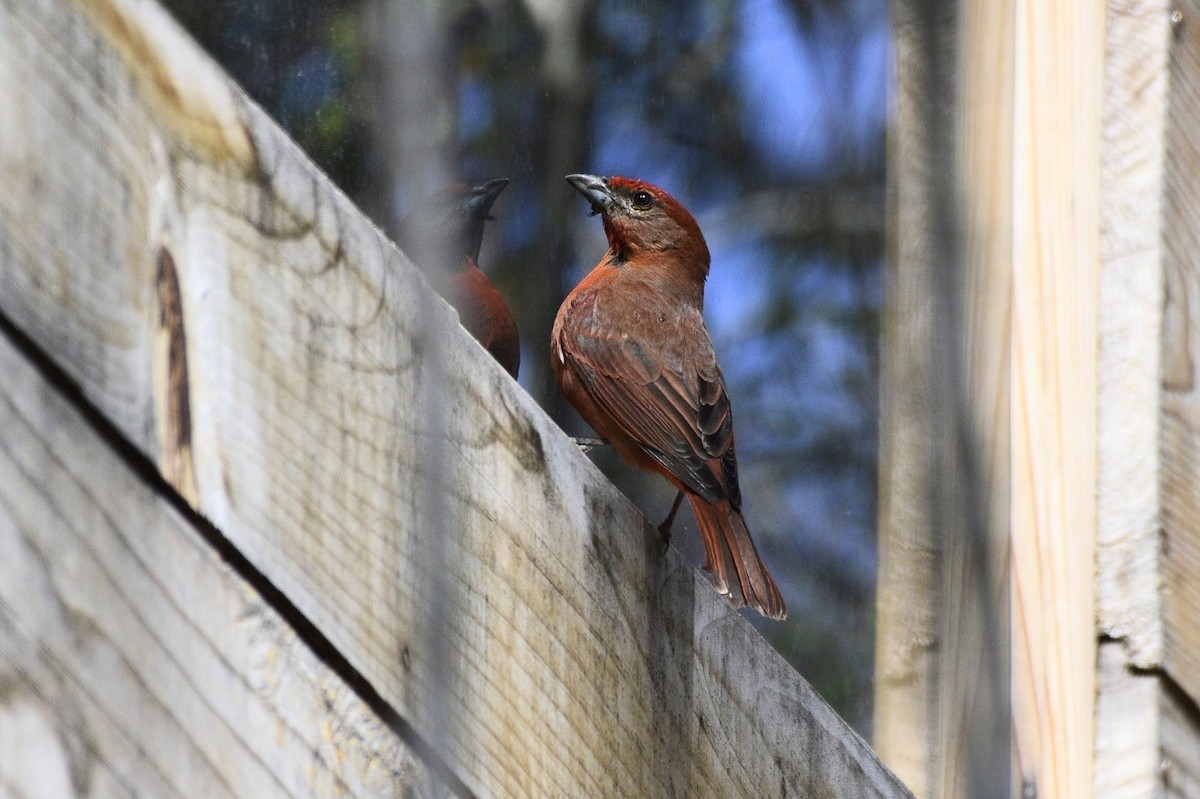 Hepatic Tanager - ML549045161