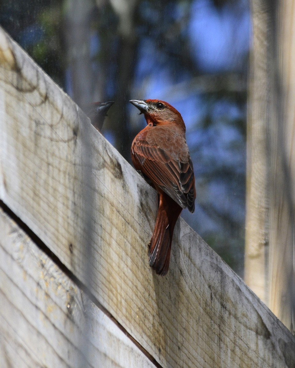 Hepatic Tanager - ML549045181
