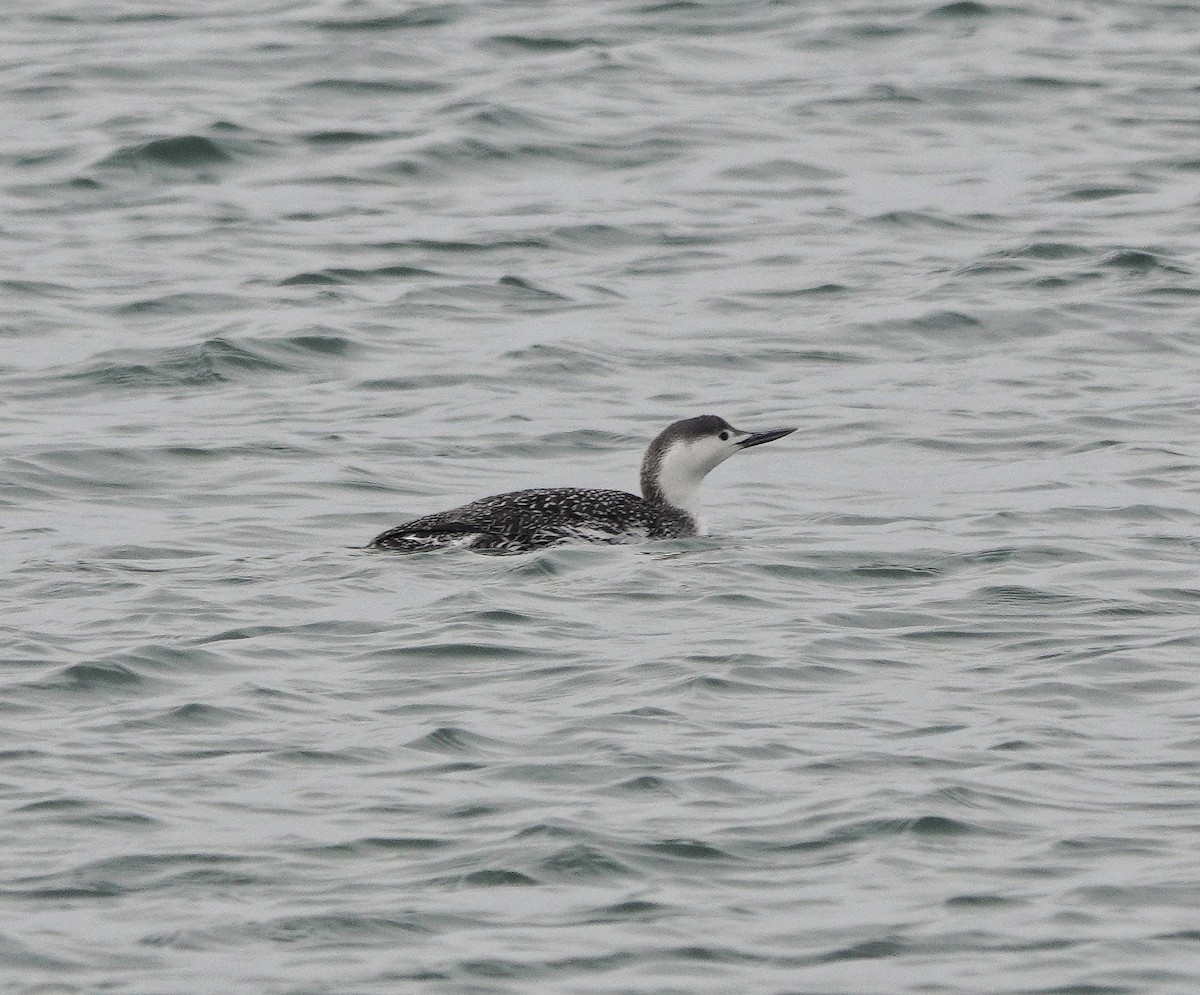Red-throated Loon - ML549045611