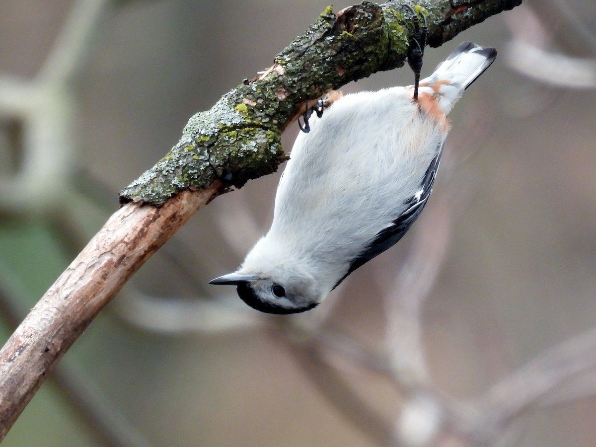 White-breasted Nuthatch - ML549048341