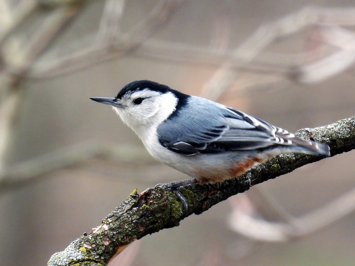 White-breasted Nuthatch - ML549048361