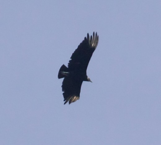 Black Vulture - ML549051901